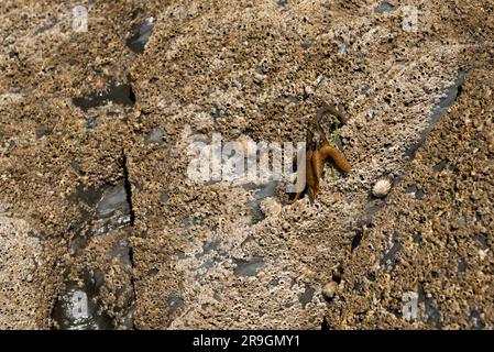 Spiral wrack or Fucus spiralis on rock covered in barnacles Stock Photo