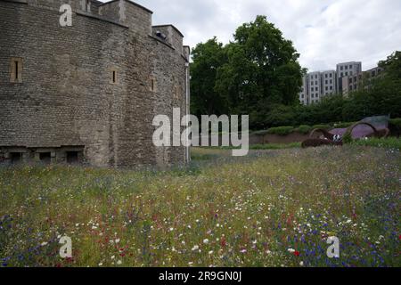 Superbloom 2022 - the wild flowers in the Tower of London moat Stock Photo