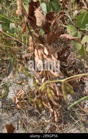 ripe soybean on tree in farm for oil harvesting are cash crops Stock Photo