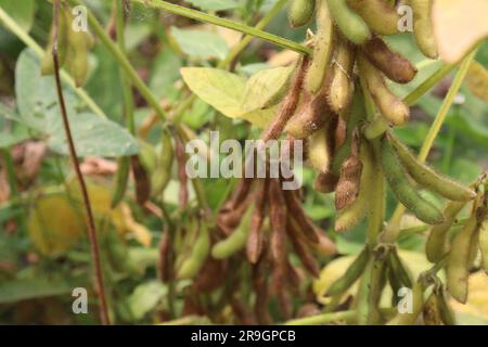 ripe soybean on tree in farm for oil harvesting are cash crops Stock Photo