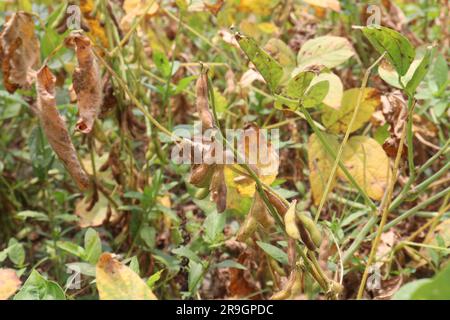 ripe soybean on tree in farm for oil harvesting are cash crops Stock Photo