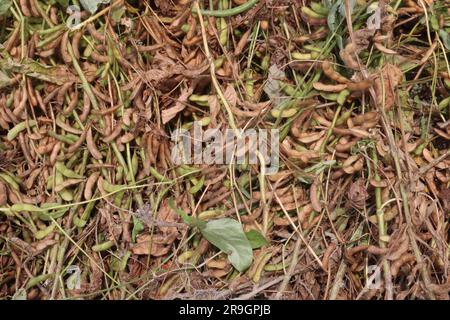 ripe soybean on tree in farm for oil harvesting are cash crops Stock Photo