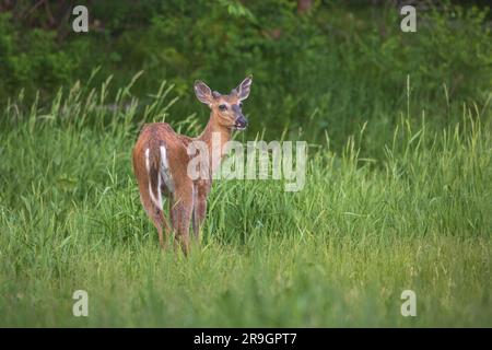 Young white-tailed buck in a summer field. Stock Photo