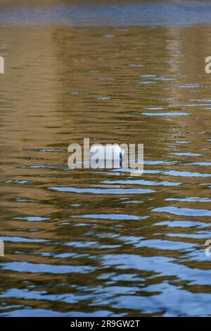 White plastic canister marking the fish trap floating on water Stock Photo