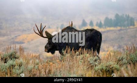 A solitary adult bull moose (Alces alces), walking through sagebrush in Jackson Hole, Wyoming, USA, in early morning mist. Stock Photo