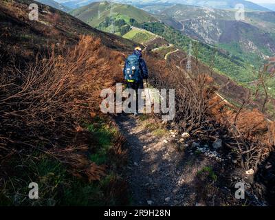 A hiker is seen climbing down in the middle of a burned area. Last April a fresh wave of wildfires scorches Spain's Asturias. More than a month after, pilgrims walking along the Puerto del Palo, which is a climb in the region Asturias and it's also part of the Camino Primitivo, one of the Caminos de Santiago can still observe the visible damage to trees and fields. These fires are also believed to be the result of deliberate actions. Stock Photo