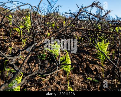 Allande, Spain. 25th May, 2023. Live branch stubs are seen again growing from the charred bushes. Last April a fresh wave of wildfires scorches Spain's Asturias. More than a month after, pilgrims walking along the Puerto del Palo, which is a climb in the region Asturias and it's also part of the Camino Primitivo, one of the Caminos de Santiago can still observe the visible damage to trees and fields. These fires are also believed to be the result of deliberate actions. (Photo by Ana Fernandez/SOPA Images/Sipa USA) Credit: Sipa USA/Alamy Live News Stock Photo