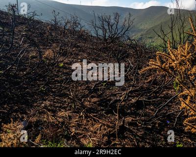Allande, Spain. 25th May, 2023. Charred trees and bushes are seen still visible in the middle of the hiking route. Last April a fresh wave of wildfires scorches Spain's Asturias. More than a month after, pilgrims walking along the Puerto del Palo, which is a climb in the region Asturias and it's also part of the Camino Primitivo, one of the Caminos de Santiago can still observe the visible damage to trees and fields. These fires are also believed to be the result of deliberate actions. (Photo by Ana Fernandez/SOPA Images/Sipa USA) Credit: Sipa USA/Alamy Live News Stock Photo