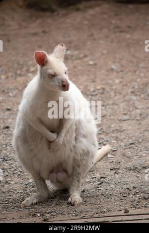 the albino wallaby is all white with a pink nose and ears Stock Photo