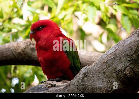 The chattering lory has a red body and a yellow patch on the mantle. The wings and thigh regions are green and the wing coverts are yellow. The tail i Stock Photo