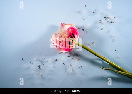 Tulips flowers on colored background in flat lay with copy space in top view Stock Photo