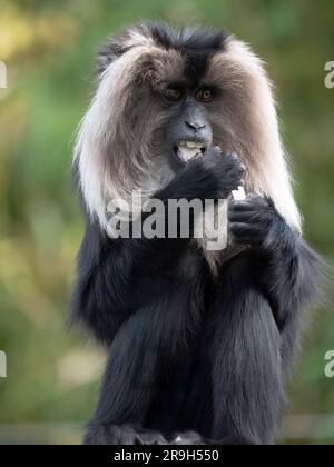 A closeup shot of a lion-tailed macaque Stock Photo