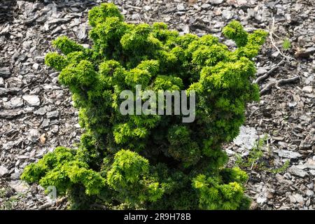 Evergreen, Garden, Hemlock, Tsuga canadensis 'Jervis' Stock Photo