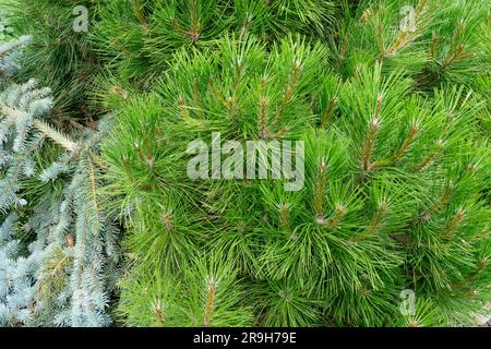 Pinus nigra 'Nana', Black Pine, Tree Stock Photo
