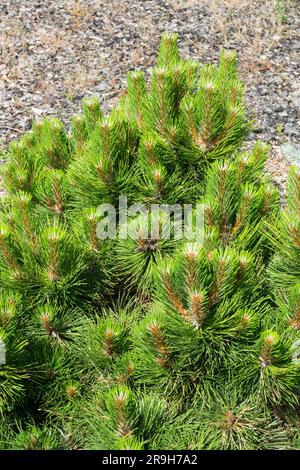 Pinus nigra 'Nana Compacta' Stock Photo
