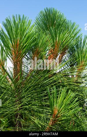 Jeffreys Pine, Closeup, Needles, Pinus jeffreyi 'Joppi' Stock Photo