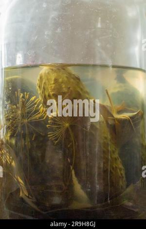 Green salty pickles in a big can Stock Photo