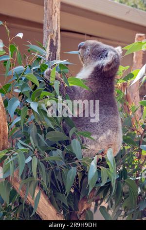 the koala is eating gum leaves Stock Photo