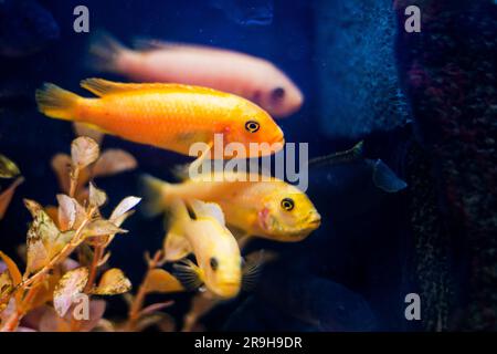 flock of yellow fish Danio glofish swim in an aquarium. Stock Photo