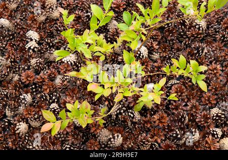 Blueberry bush( Vaccinium corymbosum) at home garden with pine cone mulch around it for soil ph improvement. Stock Photo