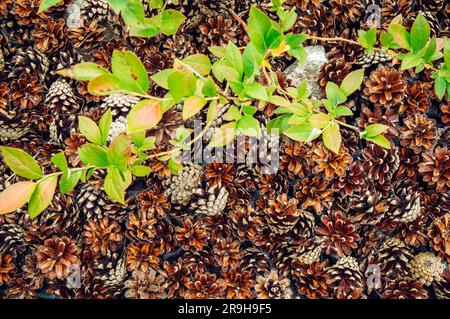 Blueberry bush( Vaccinium corymbosum) at home garden with pine cone mulch around it for soil ph improvement. Stock Photo