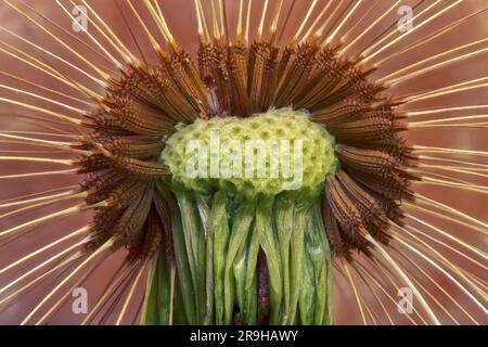 Close up dandelion seeds (Taxaracum officinale). Macro focus stacking Stock Photo