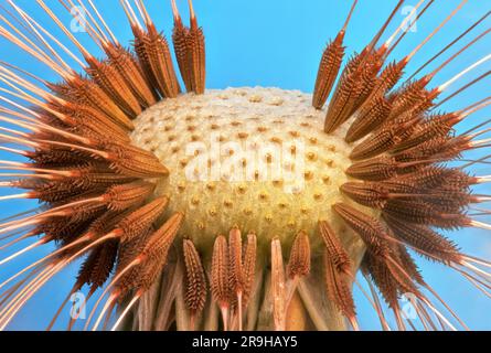 Close up dandelion seeds (Taxaracum officinale). Macro focus stacking Stock Photo