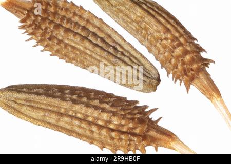 Close up dandelion seeds (Taxaracum officinale). Macro focus stacking Stock Photo