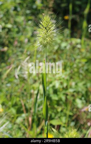 Cynosurus echinatus, Poaceae. Wild plant shot in summer. Stock Photo