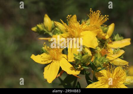 Hypericum perforatum, Clusiaceae. Wild plant shot in summer. Stock Photo