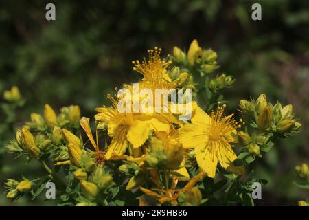 Hypericum perforatum, Clusiaceae. Wild plant shot in summer. Stock Photo