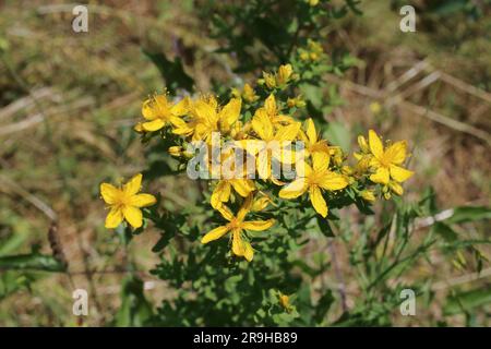 Hypericum perforatum, Clusiaceae. Wild plant shot in summer. Stock Photo