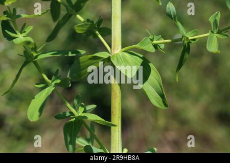 Hypericum perforatum, Clusiaceae. Wild plant shot in summer. Stock Photo
