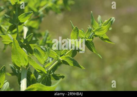 Hypericum perforatum, Clusiaceae. Wild plant shot in summer. Stock Photo