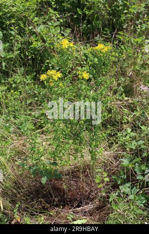Hypericum perforatum, Clusiaceae. Wild plant shot in summer. Stock Photo