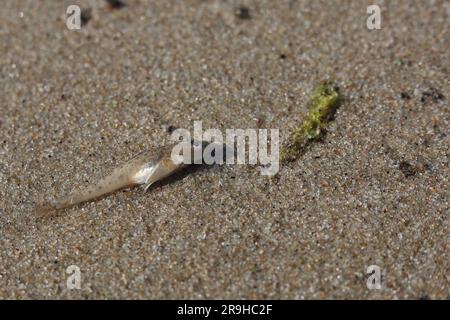 A little fish lying on a sandy beach - has died. Stock Photo