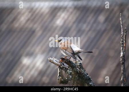 Fieldfare (Turdus pilaris) sitting on a branch in front of roof structure. Stock Photo