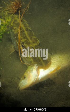 Northern pike (Esox lucius) eats a European Perch (Perca fluviatilis), Baden-Wuerttemberg, Germany, Europe Stock Photo