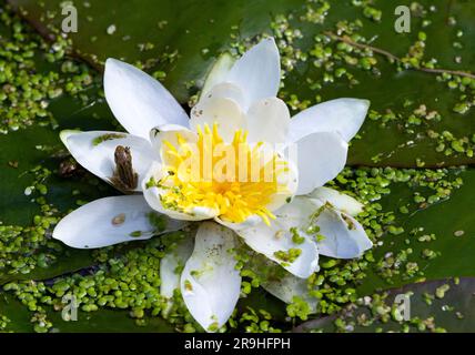 A tiny froglet uses the petals of a Water lily as platform to pounce on tiny insects attracted to the flower. Stock Photo