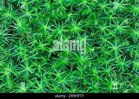 Tileable forest moss texture. Forest ground Stock Photo