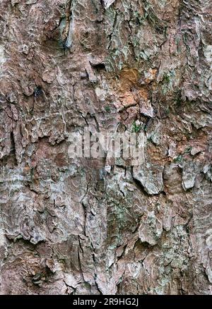 Tileable Bark Tree Texture Stock Photo