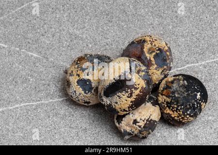 Several spoiled rotten apples on a gray background, close-up, copy space. Improper storage of fruits. Moldy texture on the apple. Dangerous food Stock Photo