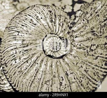 fossilized ammonite background Stock Photo