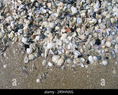 Sea shells on sand background Stock Photo