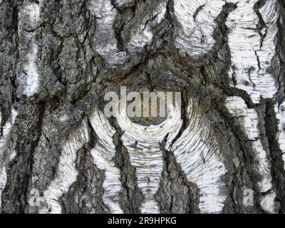 Bark of old birch tree, close-up natural texture Stock Photo