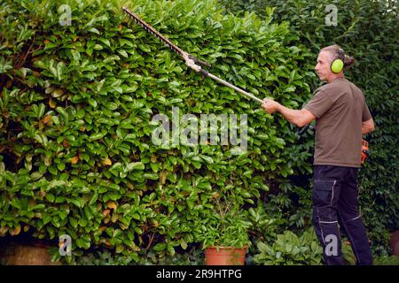 Gardener trimming a hedgerow using a hedge trimmer in the garden of a customer with earmuffs on for protection Stock Photo