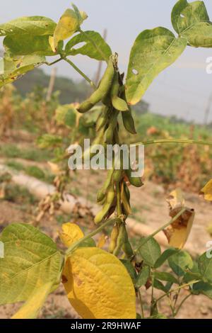 ripe soybean on tree in farm for oil harvesting are cash crops Stock Photo