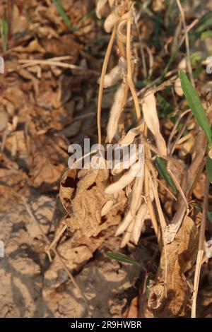ripe soybean on tree in farm for oil harvesting are cash crops Stock Photo