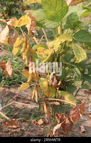 ripe soybean on tree in farm for oil harvesting are cash crops Stock Photo