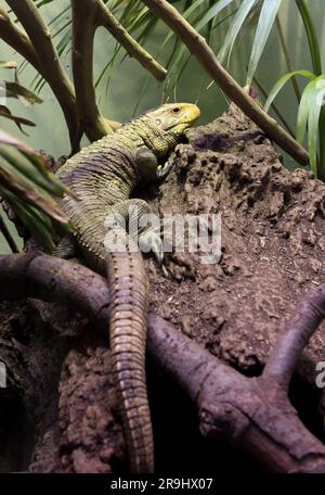 Caiman Lizard Stock Photo